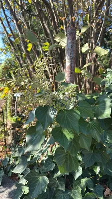 Bluszcz pospolity (Hedera helix)