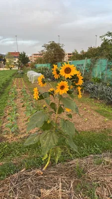 Sunflower (Helianthus annuus)