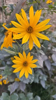 Helianthus tuberosus (Helianthus tuberosus)