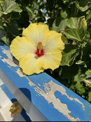 Chinese Hibiscus (Hibiscus rosa-sinensis)