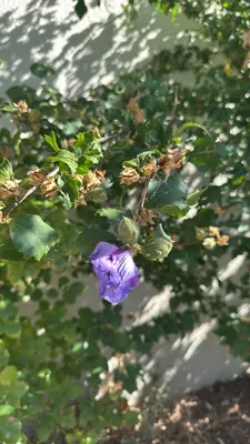 Ibisco siriaco (Hibiscus syriacus)