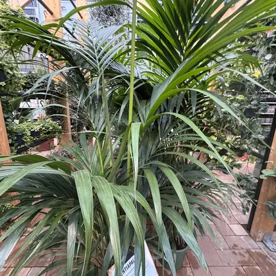 Kentia Palm (Howea forsteriana)