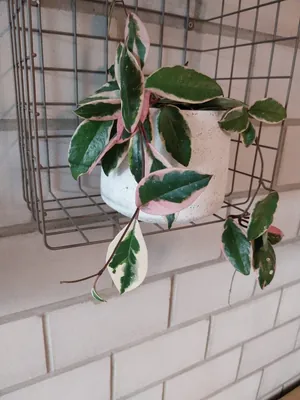 Hoya carnosa 'Krimson Queen' (Hoya carnosa 'Krimson Queen')