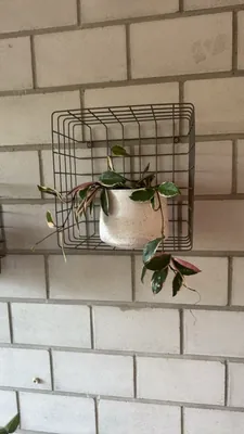 Wax Plant (Hoya carnosa)