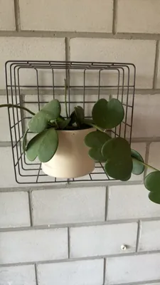 Sweetheart Hoya (Hoya kerrii)