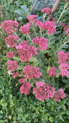 Showy Stonecrop (Hylotelephium spectabile)