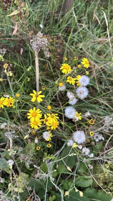 Common Ragwort (Jacobaea vulgaris)