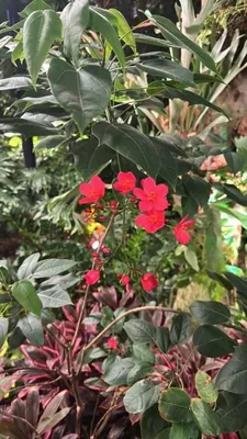 Peregrina (Jatropha integerrima)