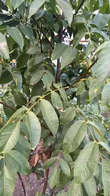 Common Walnut (Juglans regia)