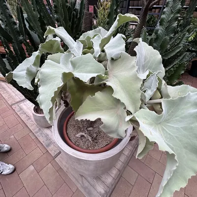 Velvet Elephant Ear (Kalanchoe beharensis)