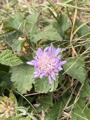 Field Scabious (Knautia arvensis)