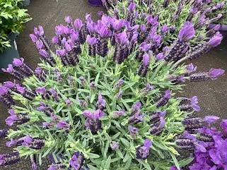 Spanish Lavender (Lavandula stoechas)