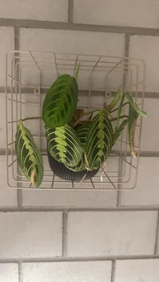 Prayer Plant (Maranta leuconeura)