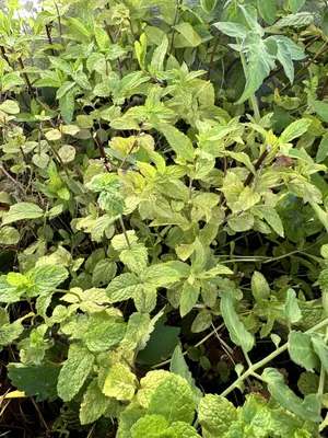 Spearmint (Mentha spicata)