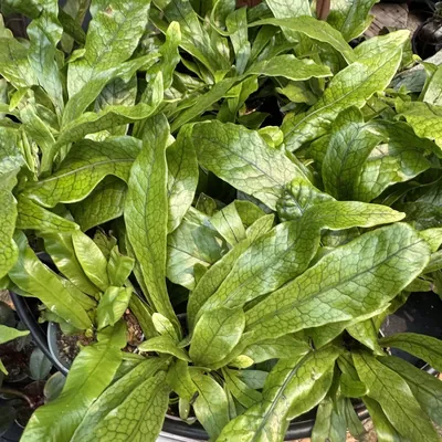 Crocodile Fern (Microsorum musifolium)