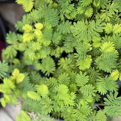 Sensitive Plant (Mimosa pudica)