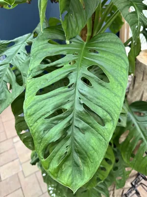 Swiss Cheese Vine (Monstera adansonii)