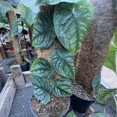 Shingling Monstera (Monstera dubia)