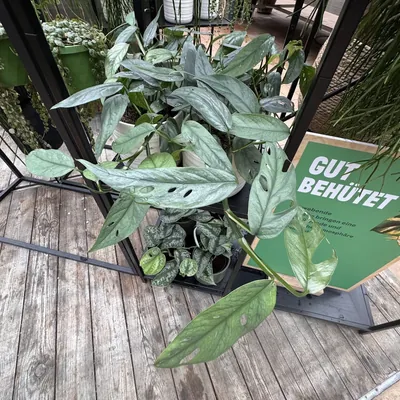 Silver Monstera (Monstera siltepecana)