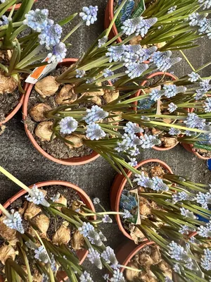 Grape Hyacinth (Muscari armeniacum)