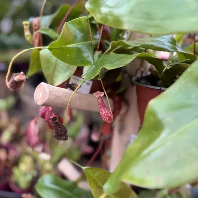 Miracle Pitcher Plant (Nepenthes mirabilis)