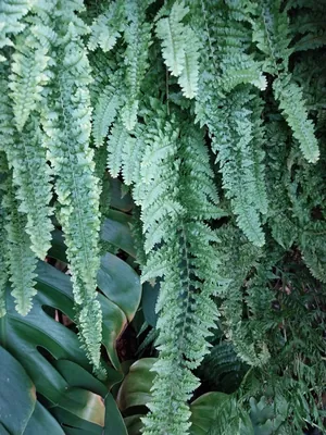 Boston Fern (Nephrolepis exaltata)