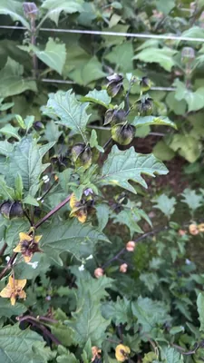 Shoo Fly Plant (Nicandra physalodes)