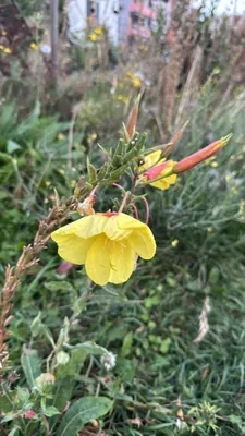 Common Evening Primrose (Oenothera biennis)