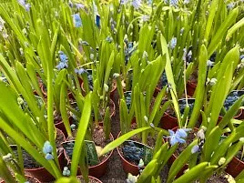Siberian Squill (Othocallis siberica)