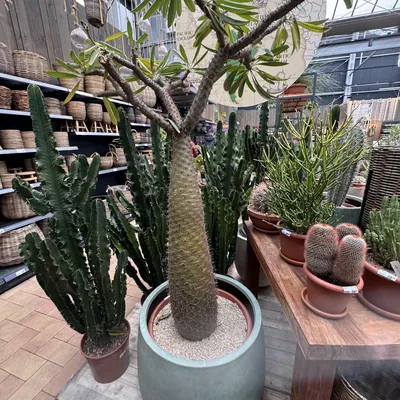 Madagascar Palm (Pachypodium lamerei)