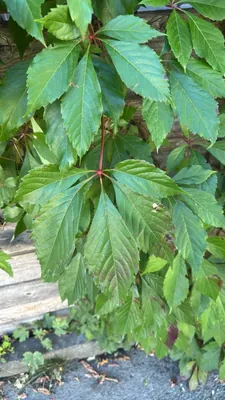 Vite americana (Parthenocissus quinquefolia)