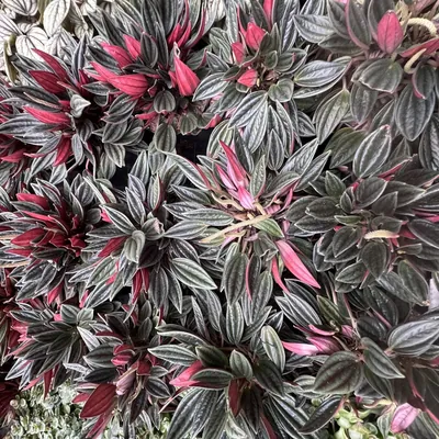 Ripple Peperomia (Peperomia caperata)