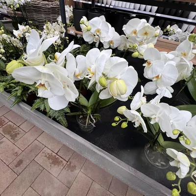 Phalaenopsis Orchid (Phalaenopsis amabilis)