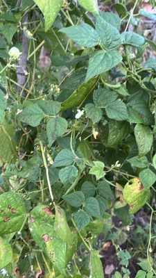 Green Bean Plant (Phaseolus vulgaris)