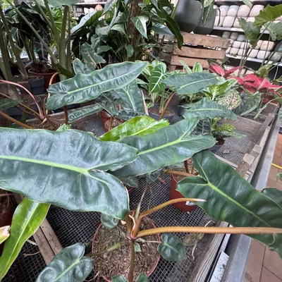 Billietiae Philodendron (Philodendron billietiae)