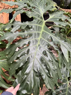 Split Leaf Philodendron (Philodendron bipinnatifidum)