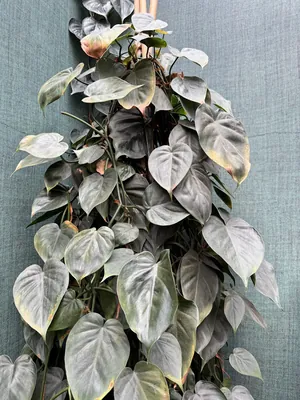 Heartleaf Philodendron (Philodendron hederaceum)