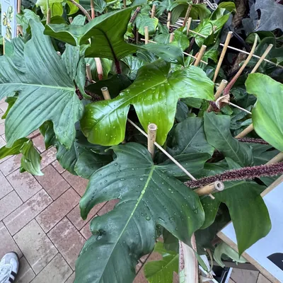 Philodendron Squamiferum (Philodendron squamiferum)