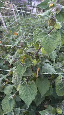 Cape Gooseberry (Physalis peruviana)