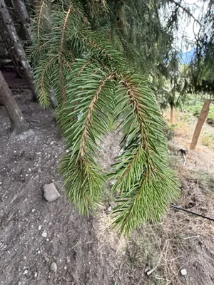 Norway Spruce (Picea abies)