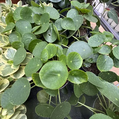 Chinese Money Plant (Pilea peperomioides)