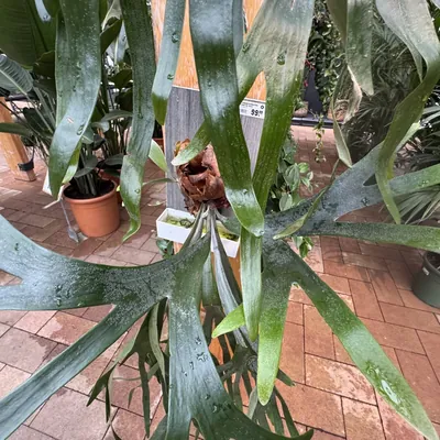 Staghorn Fern (Platycerium bifurcatum)