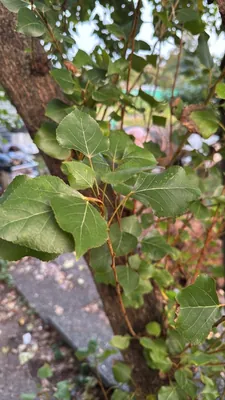 Quaking Aspen (Populus tremuloides)