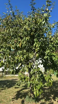 セイヨウスモモ (Prunus domestica)