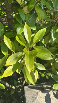 Prunus lusitanica (Prunus lusitanica)
