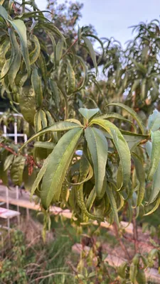 Prunus persica (Prunus persica)