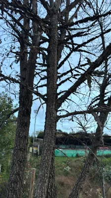 Black Cherry (Prunus serotina)