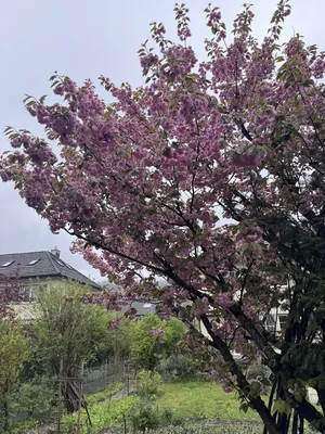 Cherry Blossom Tree (Prunus serrulata)