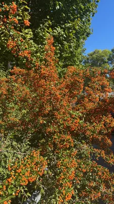 Agazzino (Pyracantha coccinea)