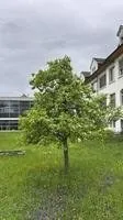 Pear Tree (Pyrus communis)